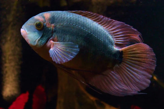 Cichlid - Chocolate