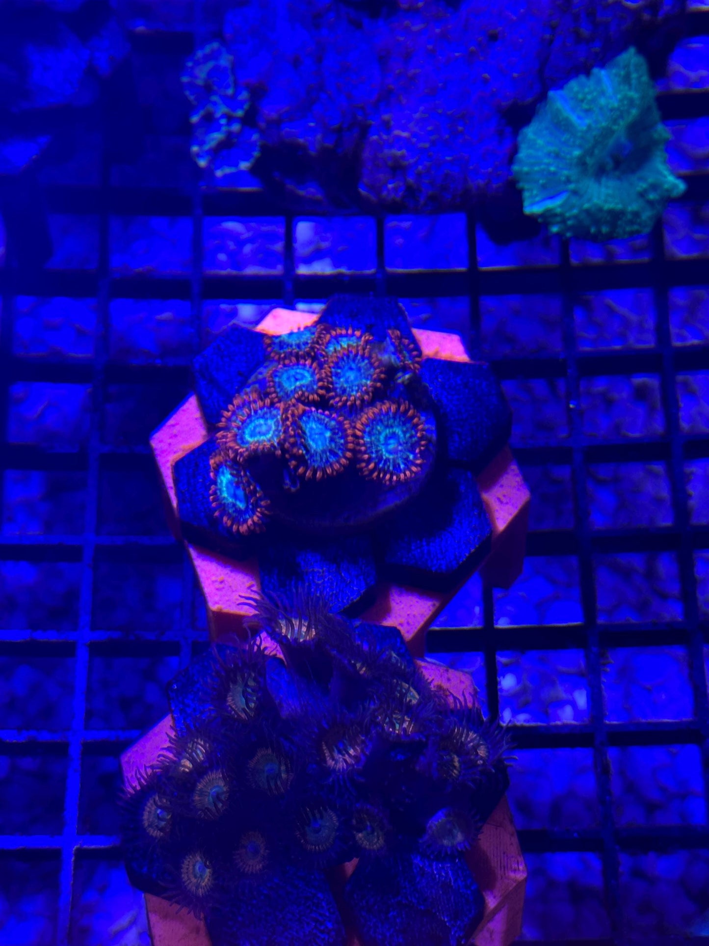 Frag rack for easy propagation of coral