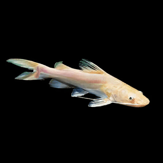 Albino Asian Redtail Catfish