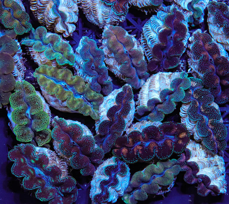 Crocea Clam - First Grade Biota Aquacultured