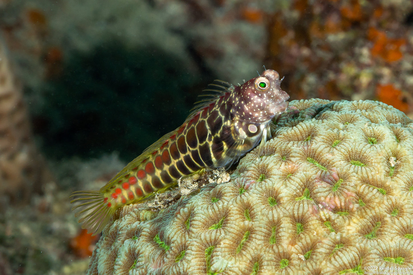 Segmented Blenny