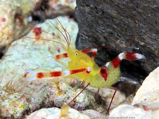 Yellow Coral Banded Shrimp
