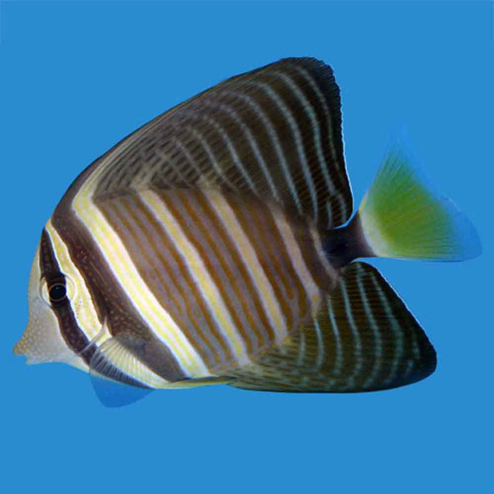 Sailfin Tang