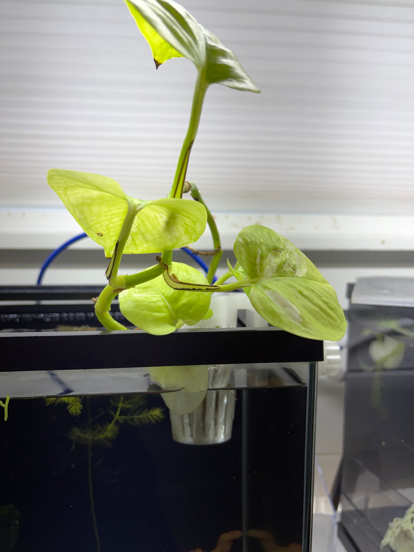 Aquarium Plant Holder