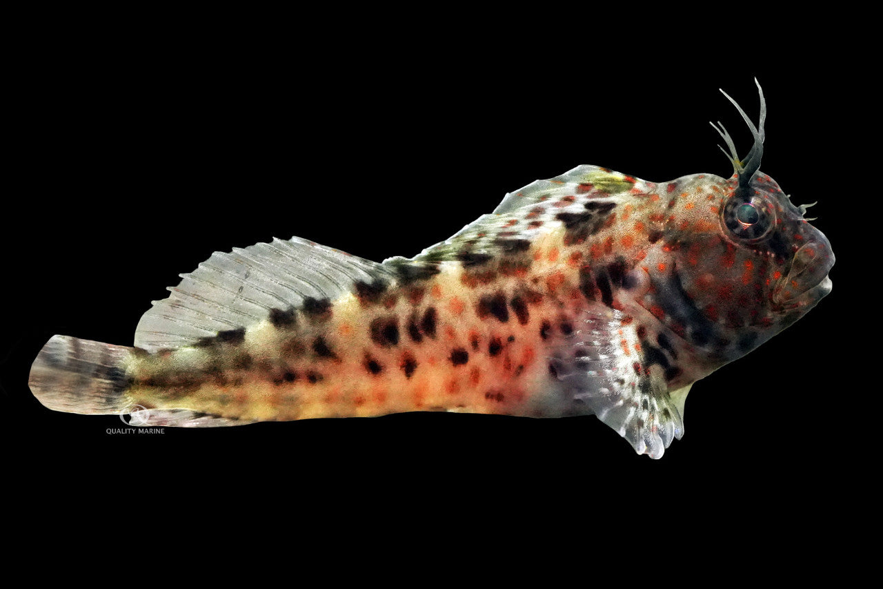Oyster Blenny - Aqua Cultured