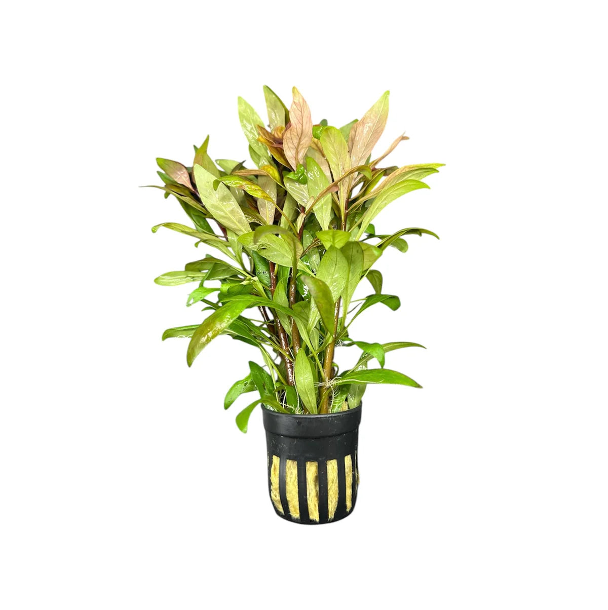 Ludwigia Cuba - Potted