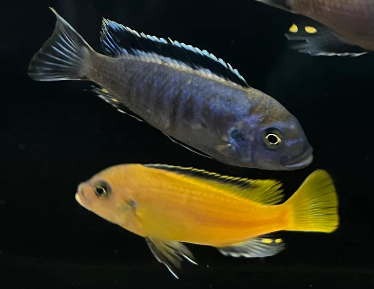 Cichlids Mbuna - Msobo