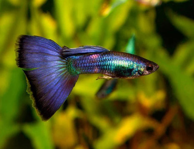 Blue Moscow Delta Guppy - Male