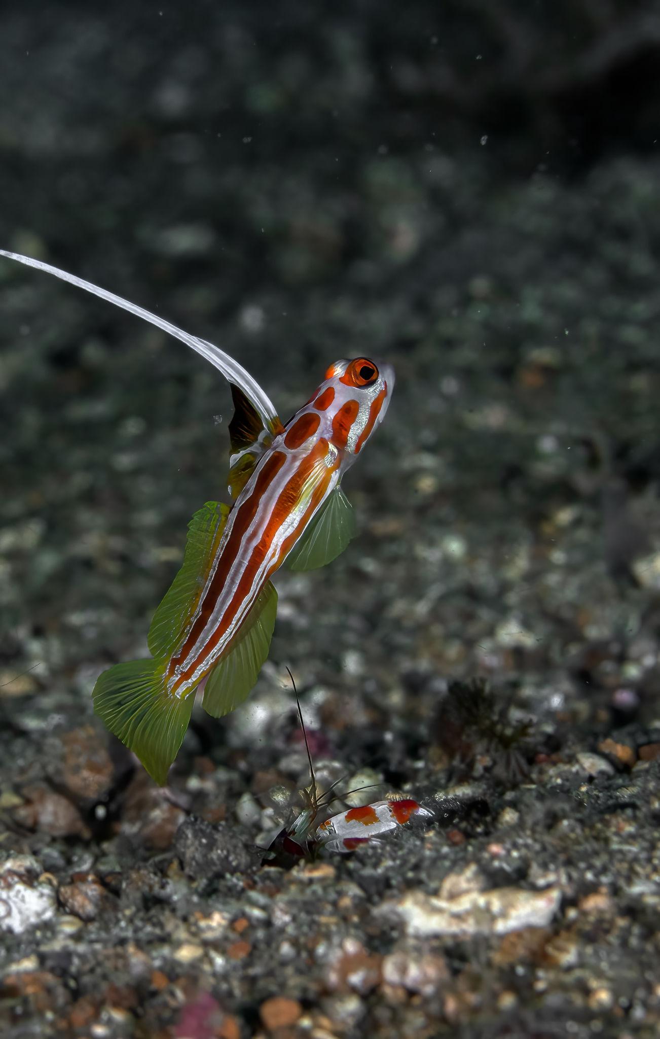 Yasha Goby