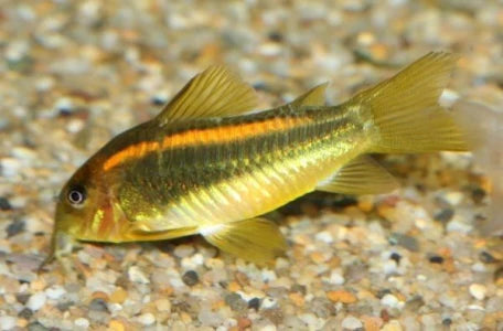 Orange Neon Corydoras
