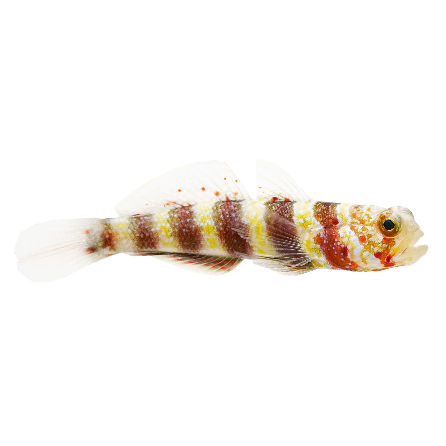 Wheeler's Watchman Goby