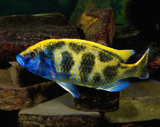 Cichlid - Venustus Cichlid