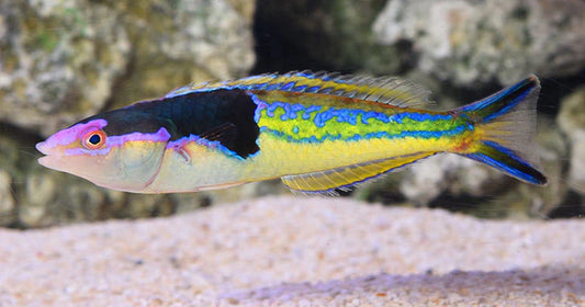 Royal Pencil Wrasse