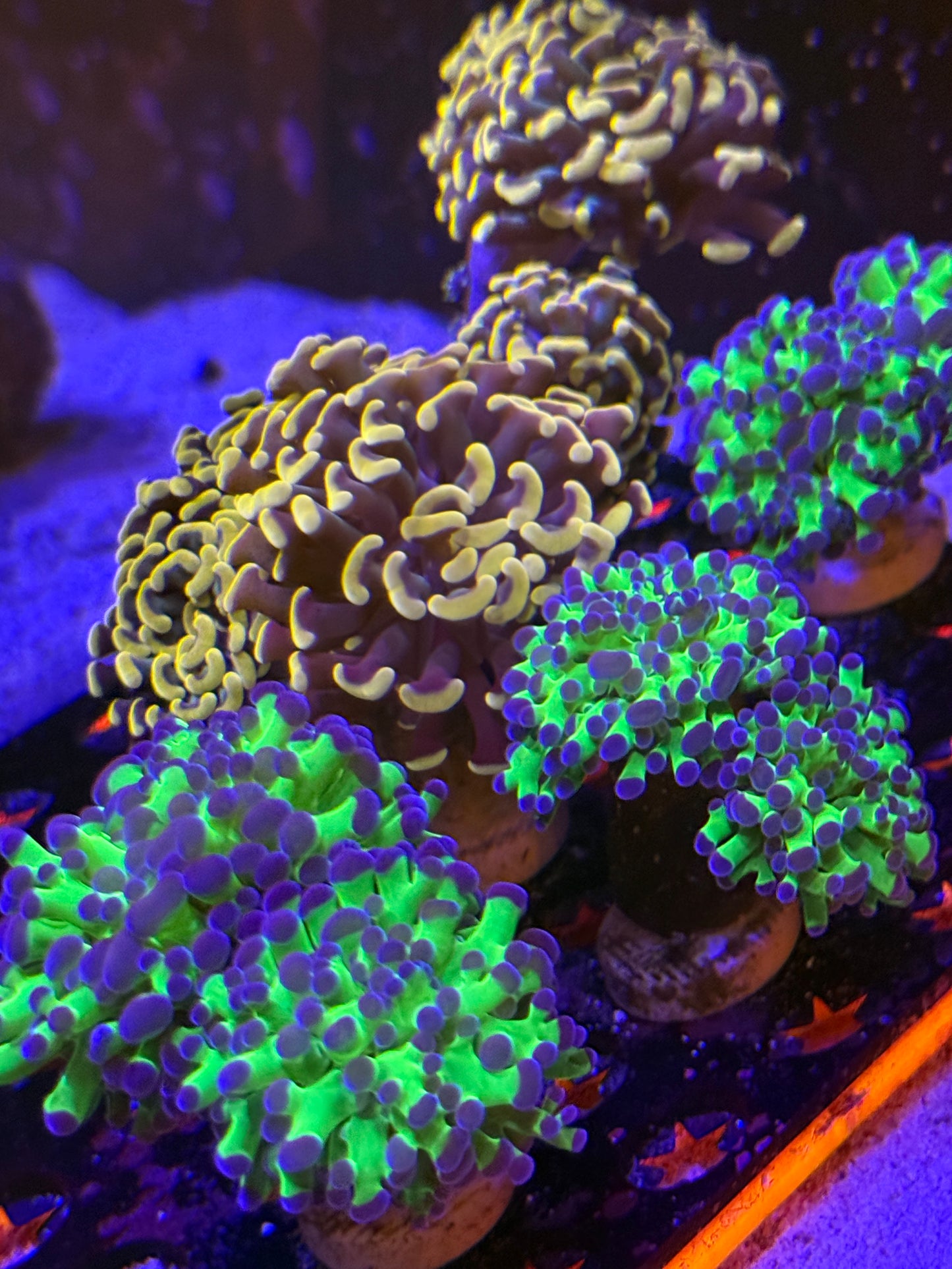 Purple Tip Green Frogspawn - per head
