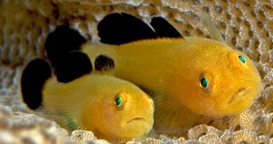 Panda Goby