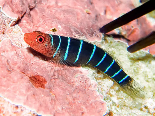 Nine Line Goby