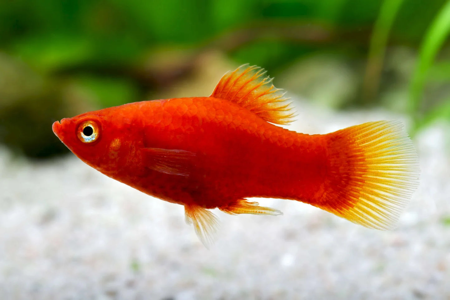 Platy (Livebearer) - Mixed Colors