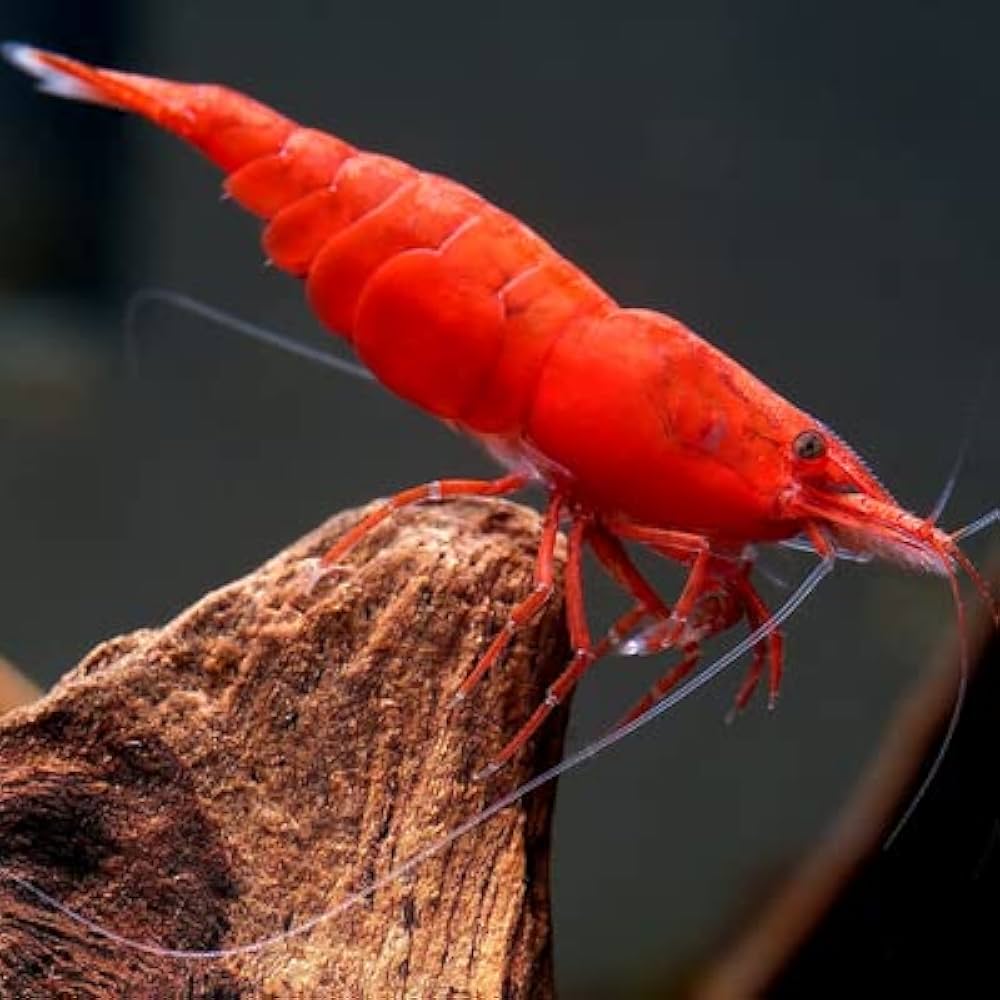 Fire Red Cherry Shrimp - Locally Bred