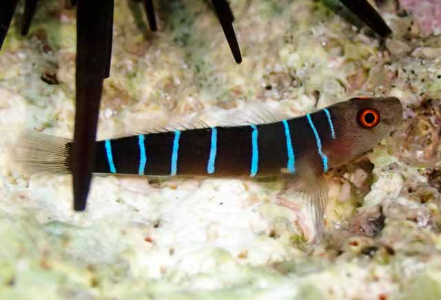 Nine Line Goby