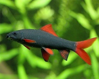 Rainbow Shark