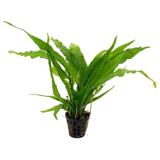 HydrOasis® Java Fern Submerged Potted