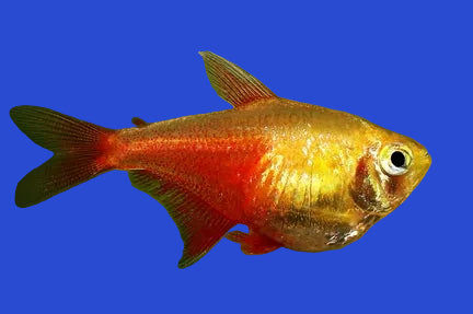 Orange Von Rio Tetra