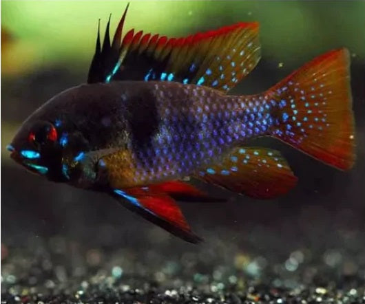 German Black Ram - Locally Bred