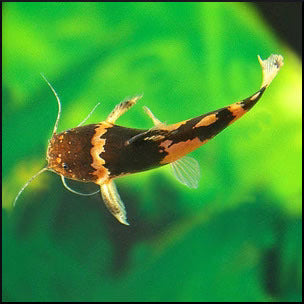 Bumblebee Catfish