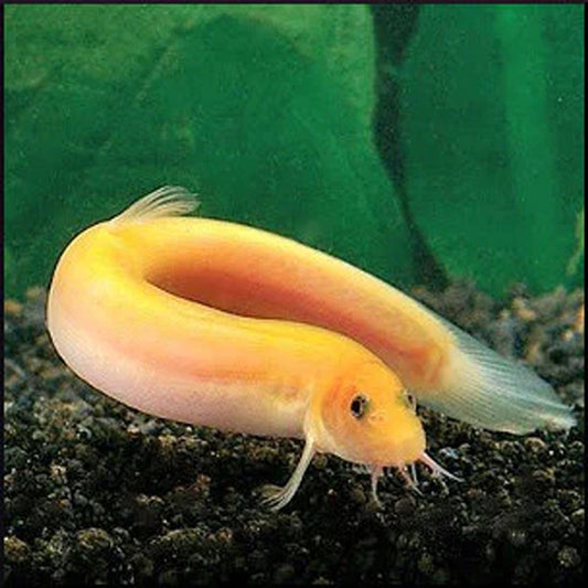 Gold Dojo Loach (Weather Loach)