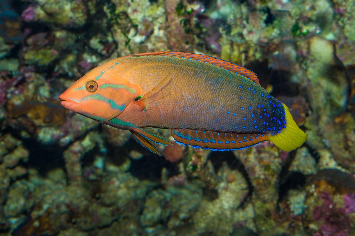 Red Coris Wrasse - Adult