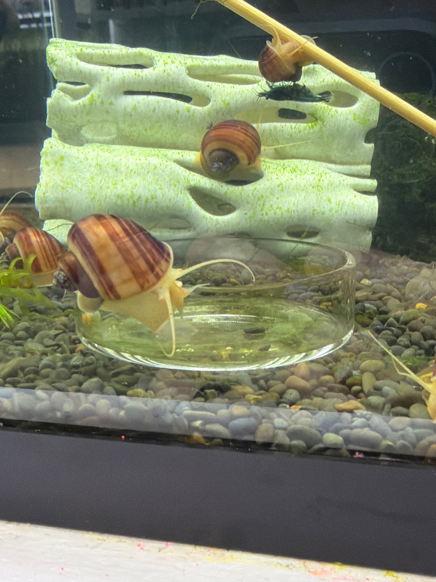 Glass Feeding Dish