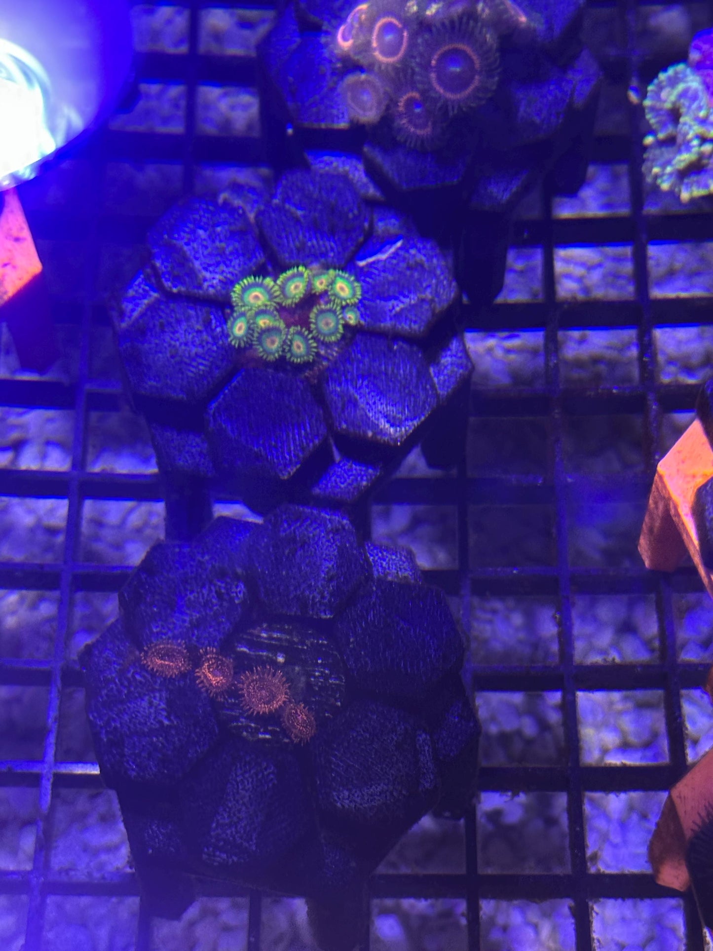 Frag rack for easy propagation of coral