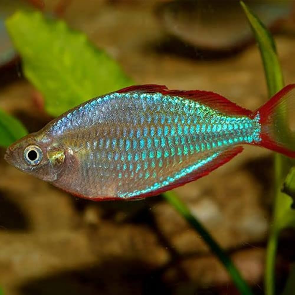 Dwarf Neon Rainbowfish
