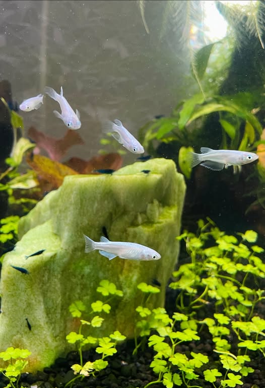 Platinum White Ricefish