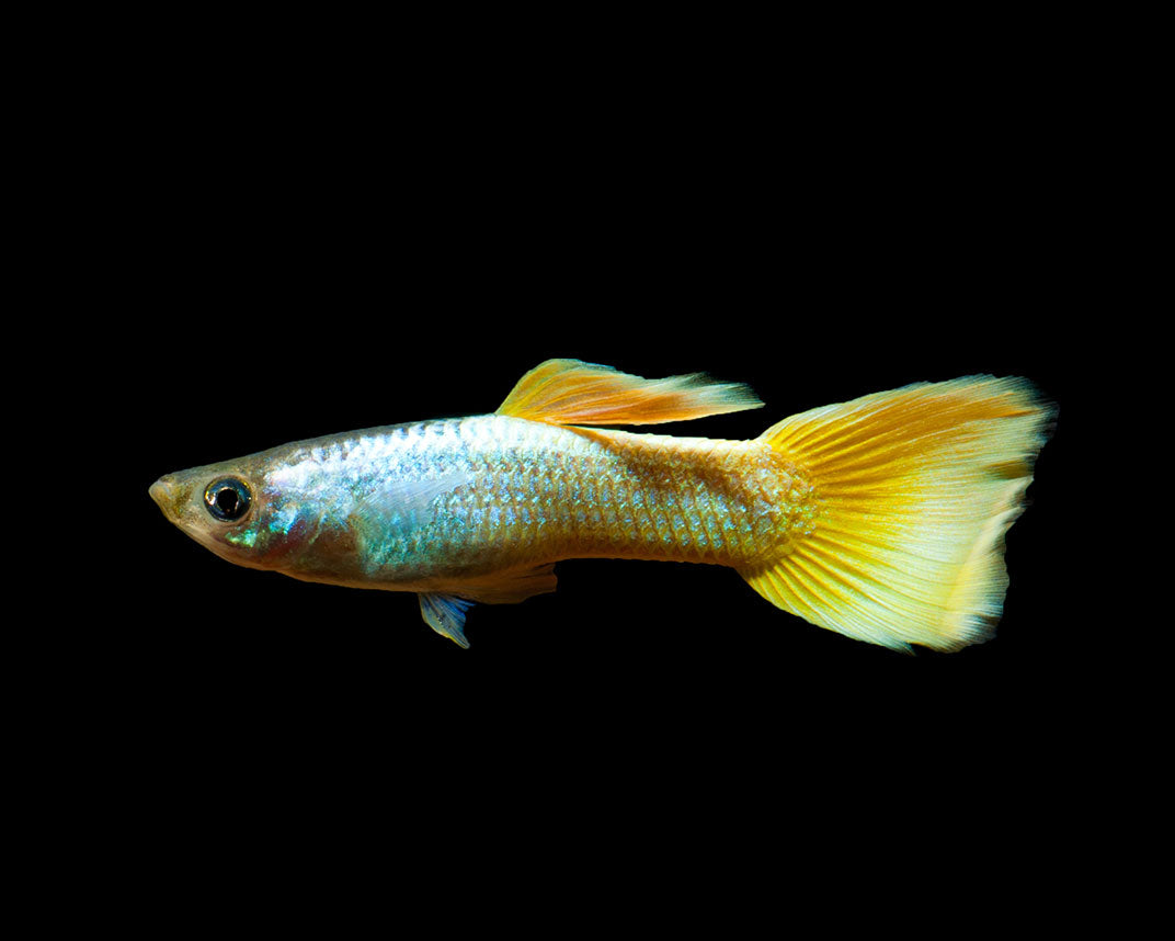 Champagne Jam Guppy Male