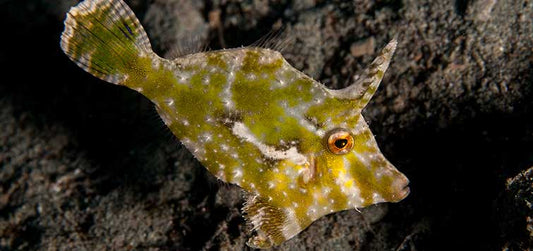 Atlantic Filefish