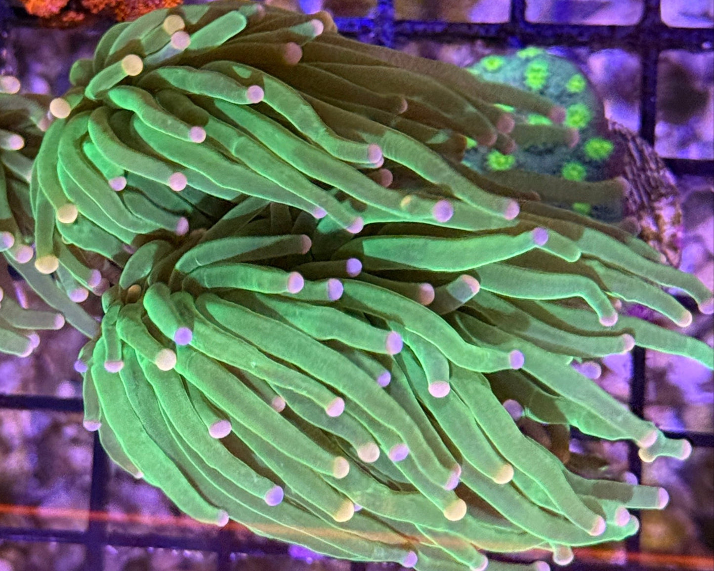 Cotton Candy Torch Colony 2 large heads WYSIWYG