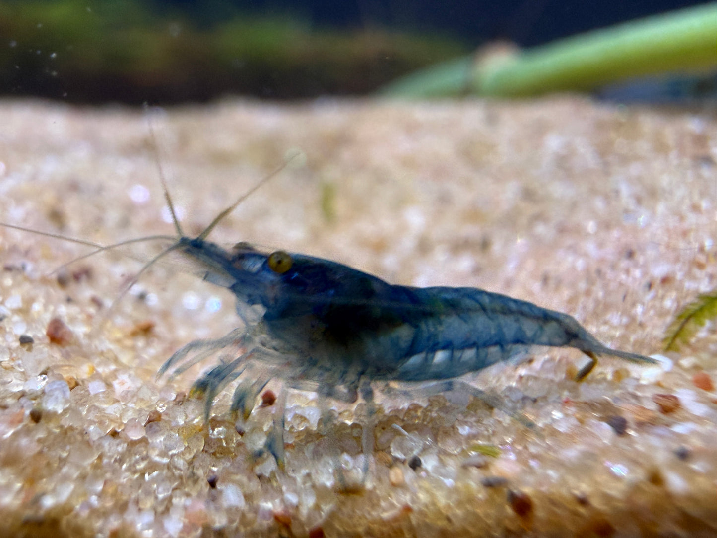 Blue Jelly Shrimp - Locally Bred
