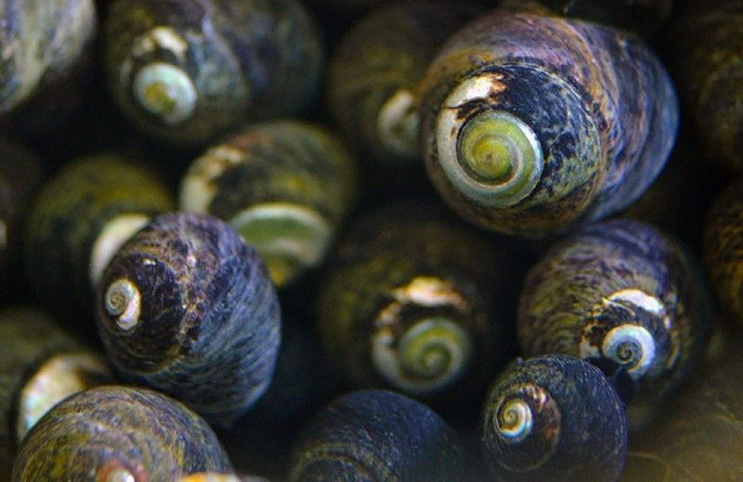 Black Margarita Slime Eater Snail