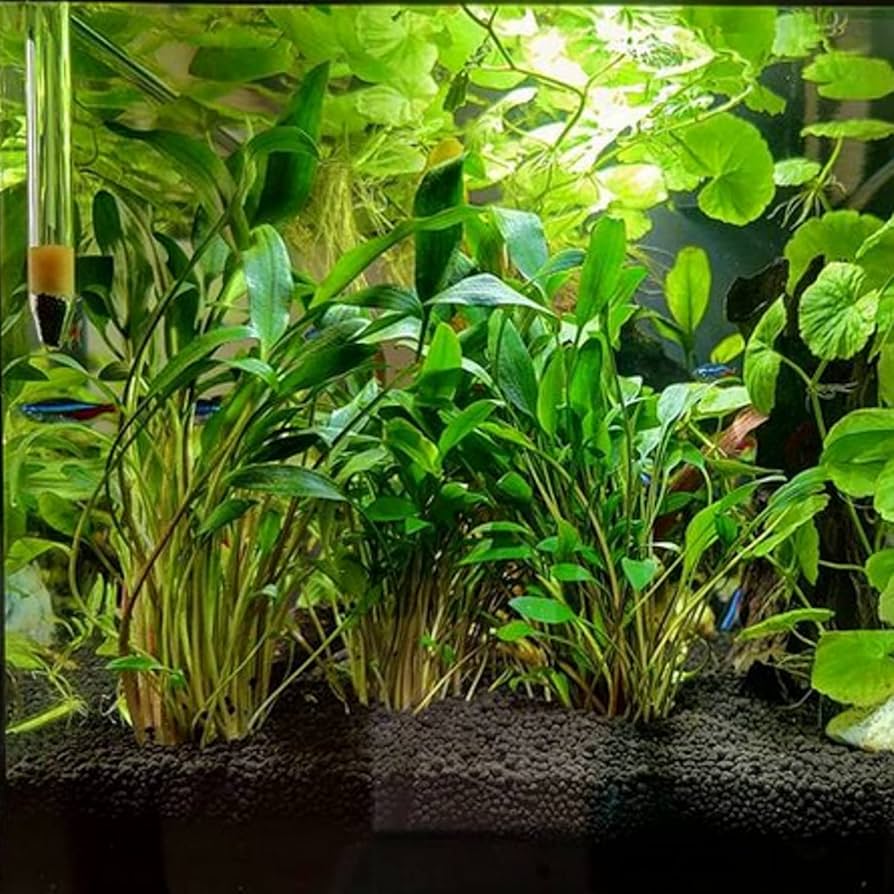 Cryptocoryne Lucens - 🟢 EASY