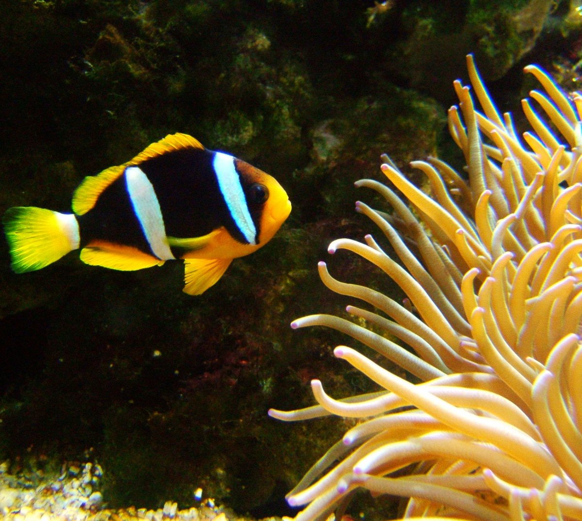 Clarkii Clownfish Tank Raised