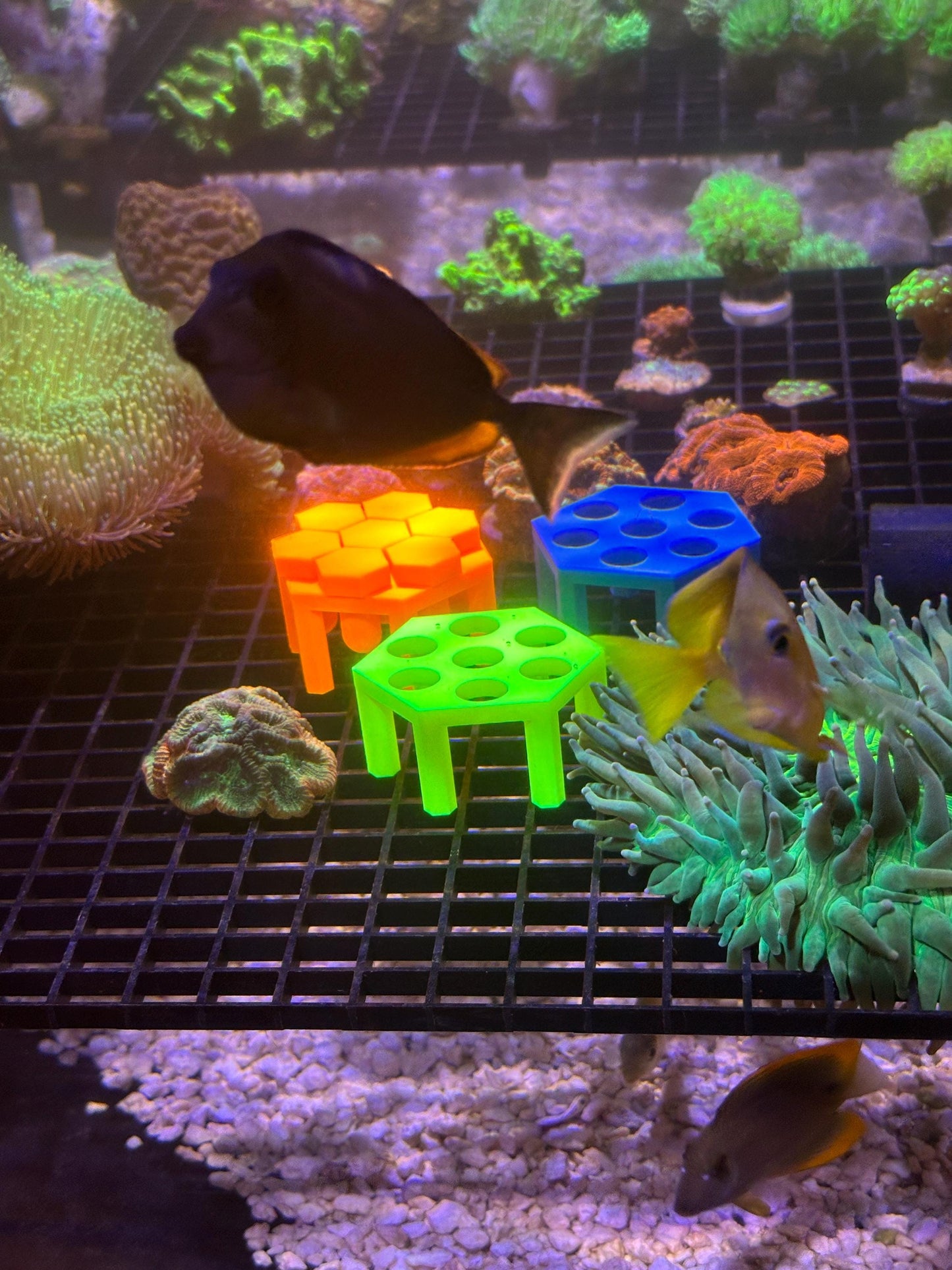 Frag rack for easy propagation of coral