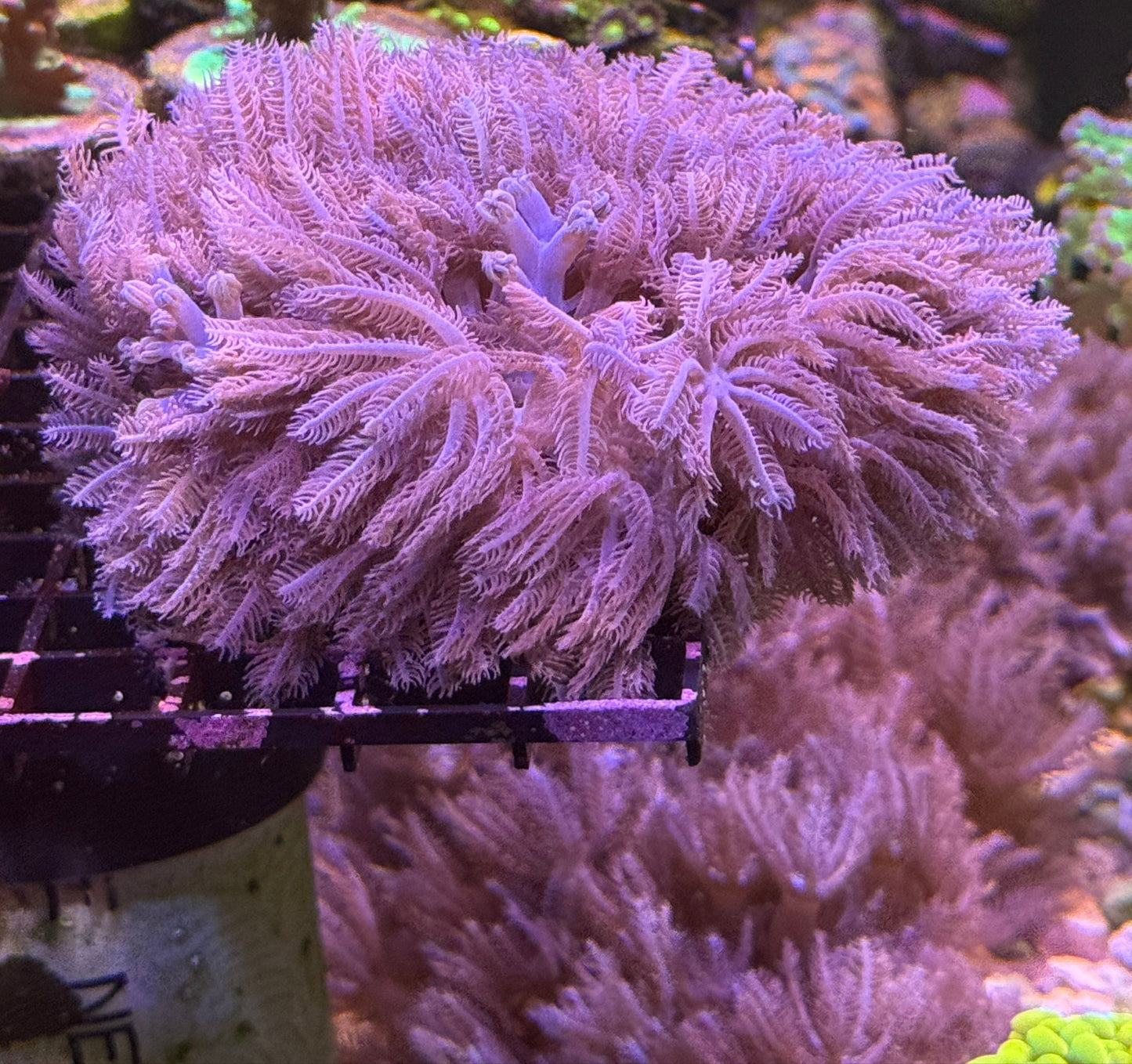 XL Waving Hand Anthelia full 2.5" disc