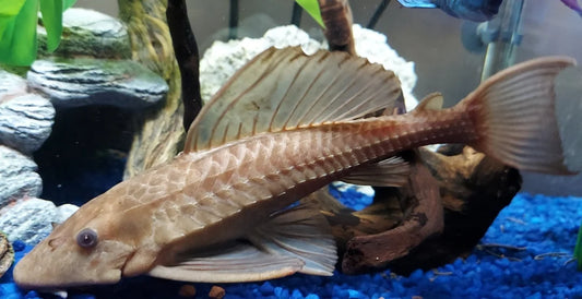 Albino Chocolate Pleco