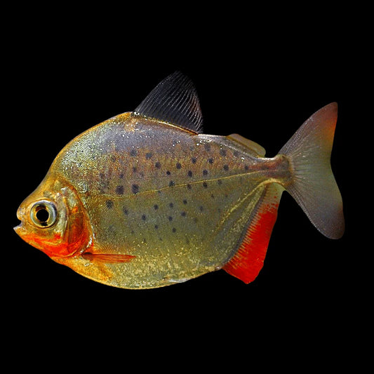 Spotted Silver Dollar Tetra