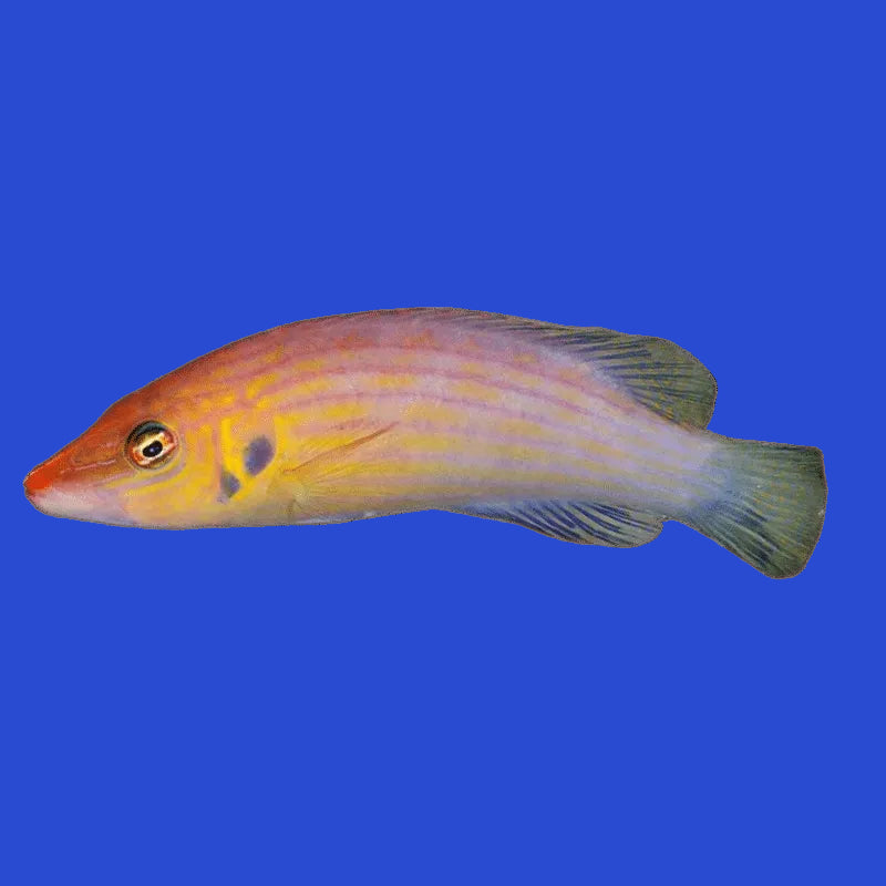 Eightline Wrasse