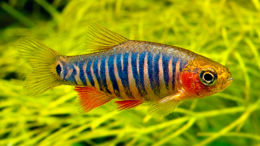 Dwarf Emerald Rasbora