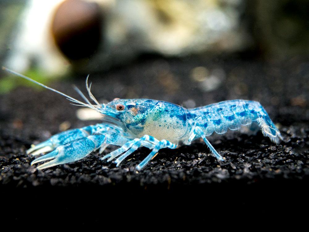 Dwarf Blue Lobster / Crawfish