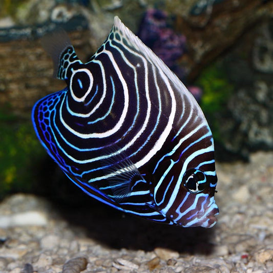 Emperor Angelfish Juvenile - Sml