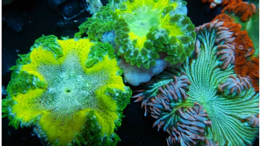 Rock Flower Anemone - Regular Grade